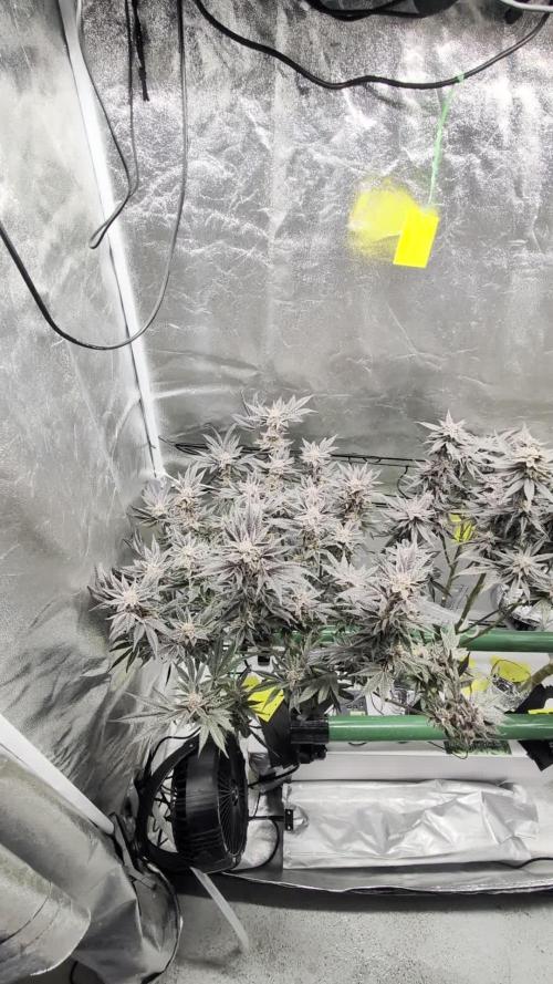 First DWC grow (third try)