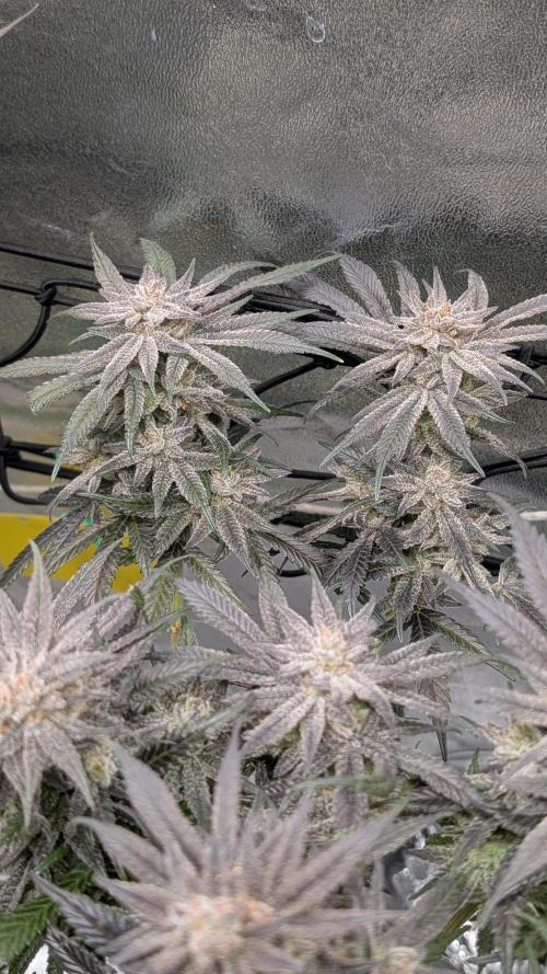 First DWC grow (third try). Week 12 - 03/25/2026 Grape Balls 