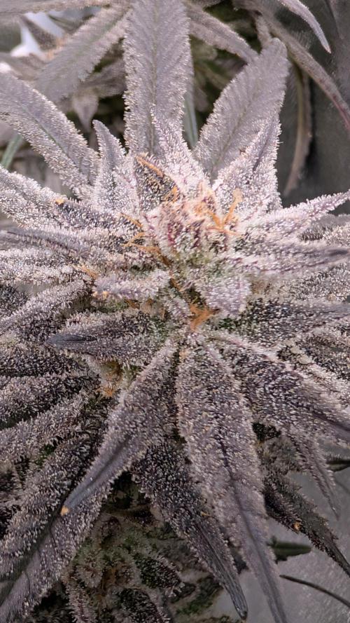 First DWC grow (third try). Week 12 - 03/25/2026 Grape Balls 