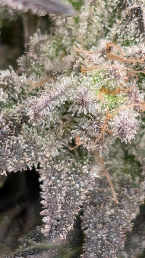 First DWC grow (third try). Week 12 - 03/25/2026 Grape Balls 