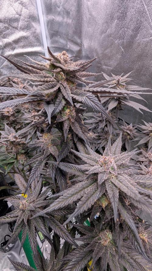 First DWC grow (third try). Week 12 - 03/25/2026 Cherry Gar-see-ya 