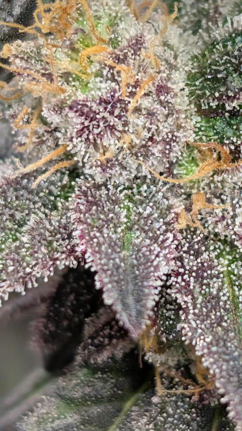 First DWC grow (third try). Week 12 - 03/25/2026 Cherry Gar-see-ya 