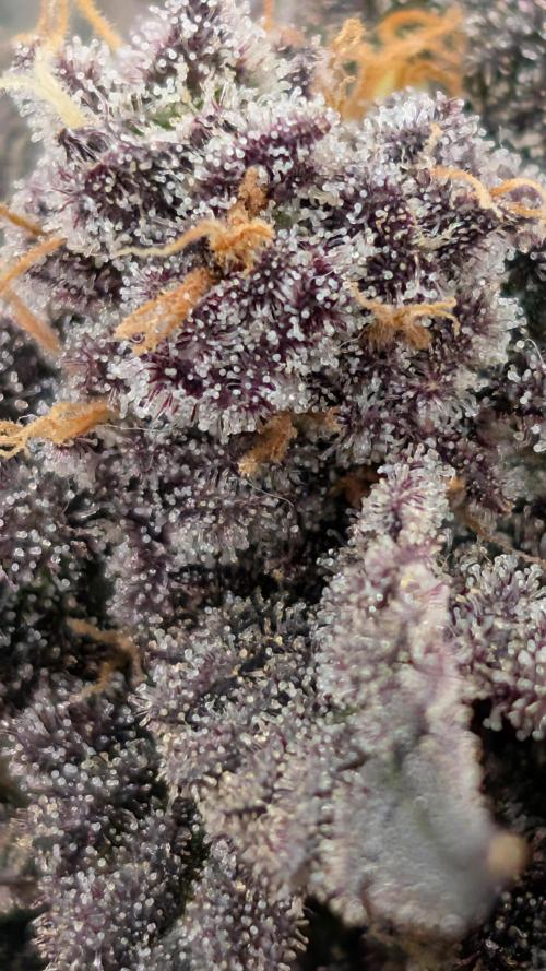 First DWC grow (third try). Week 12 - 03/25/2026 Cherry Gar-see-ya 