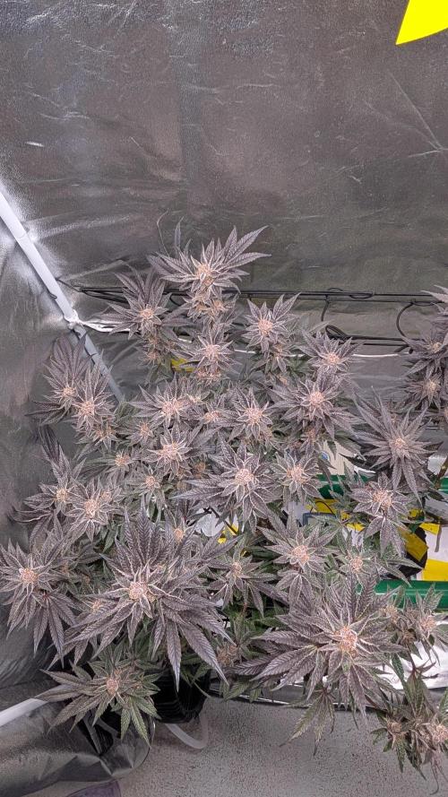 First DWC grow (third try). Week 12 - 03/25/2026 Sour Fraise 