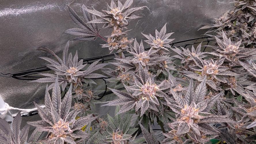 First DWC grow (third try). Week 12 - 03/25/2026 Sour Fraise 