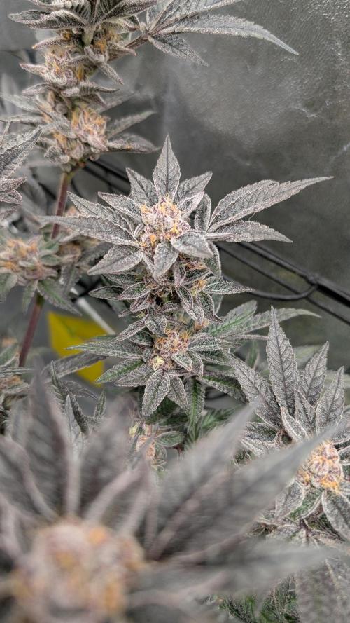 First DWC grow (third try). Week 12 - 03/25/2026 Sour Fraise 