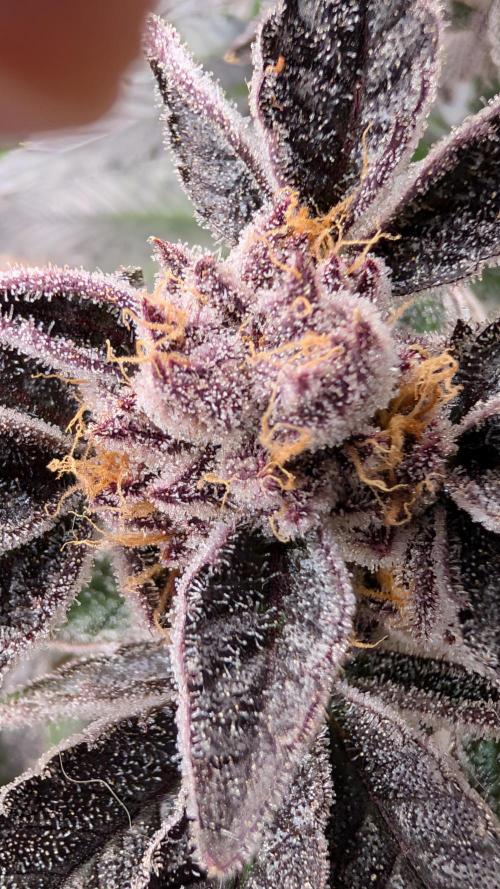 First DWC grow (third try). Week 12 - 03/25/2026 Sour Fraise 