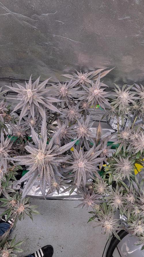 First DWC grow (third try). Week 12 - 03/25/2026 Cherry Gar-see-ya 