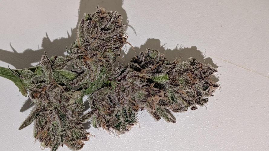First DWC grow (third try). Week 12 - Sour fraise 