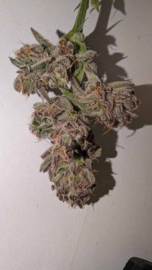 First DWC grow (third try). Week 12 - Sour fraise 