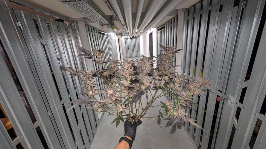 First DWC grow (third try). Week 13