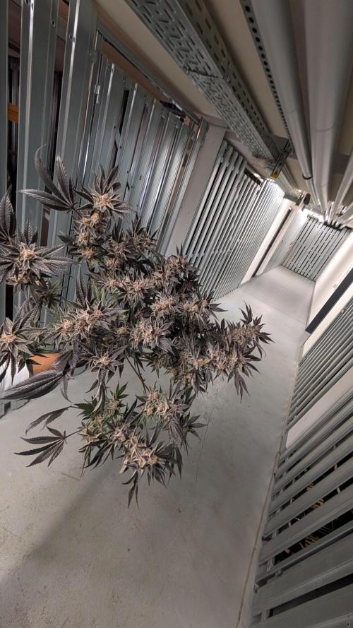 First DWC grow (third try). Week 13