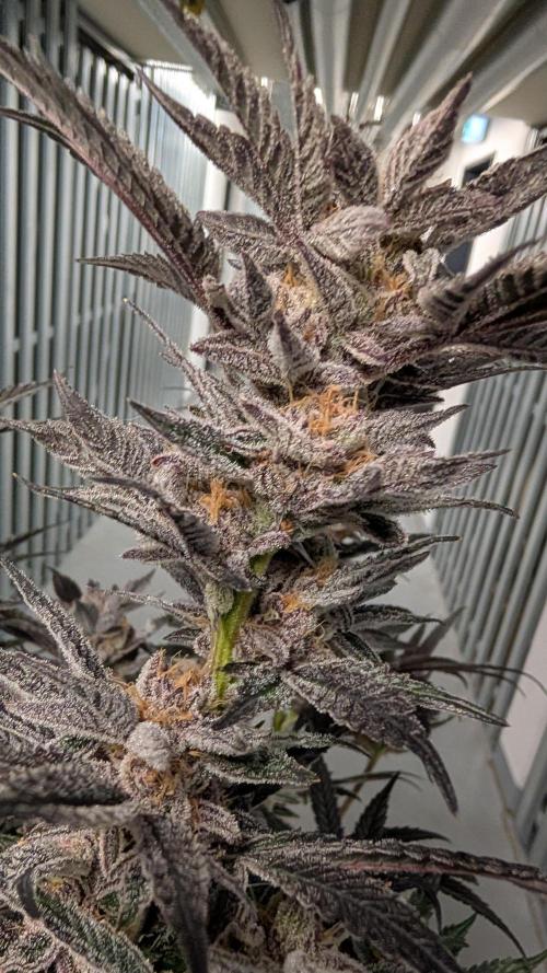First DWC grow (third try). Week 13