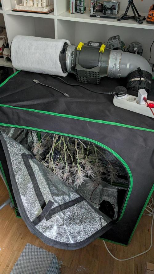 First DWC grow (third try). Week 13