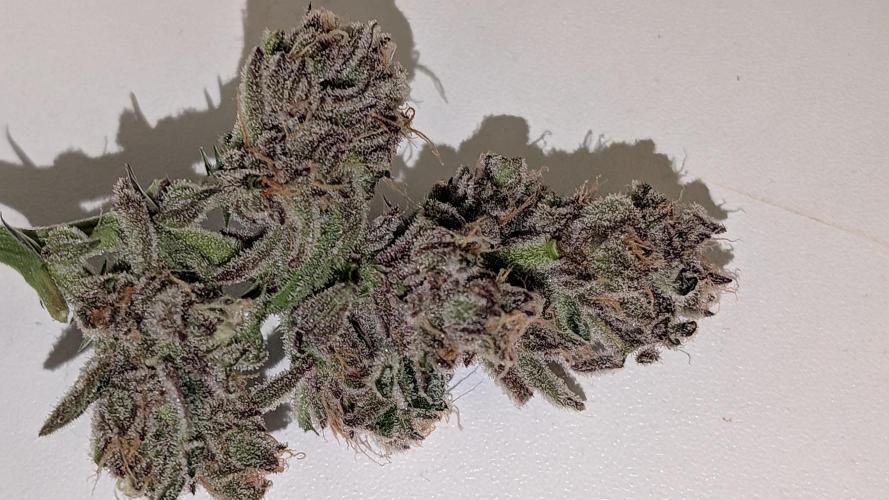 First DWC grow (third try). Week 13