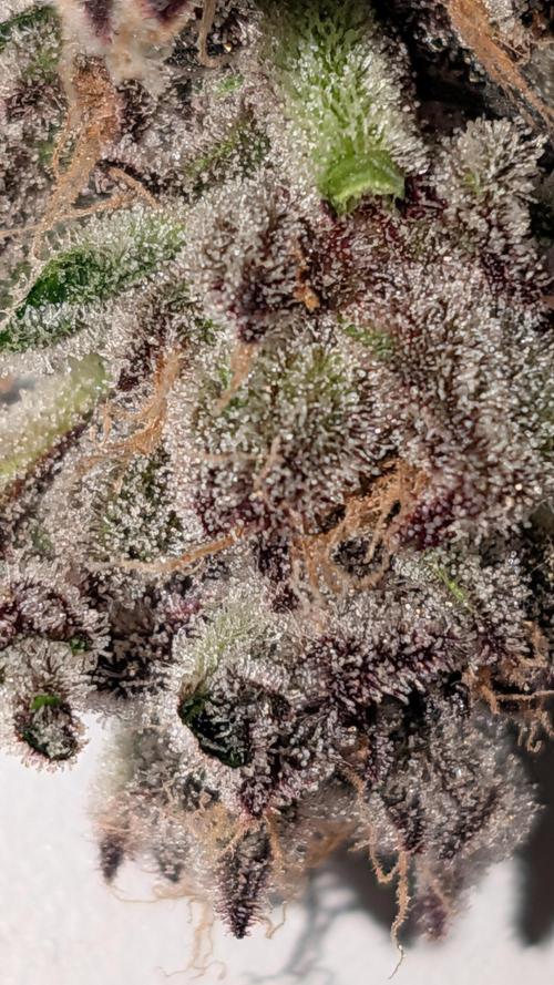 First DWC grow (third try). Week 13