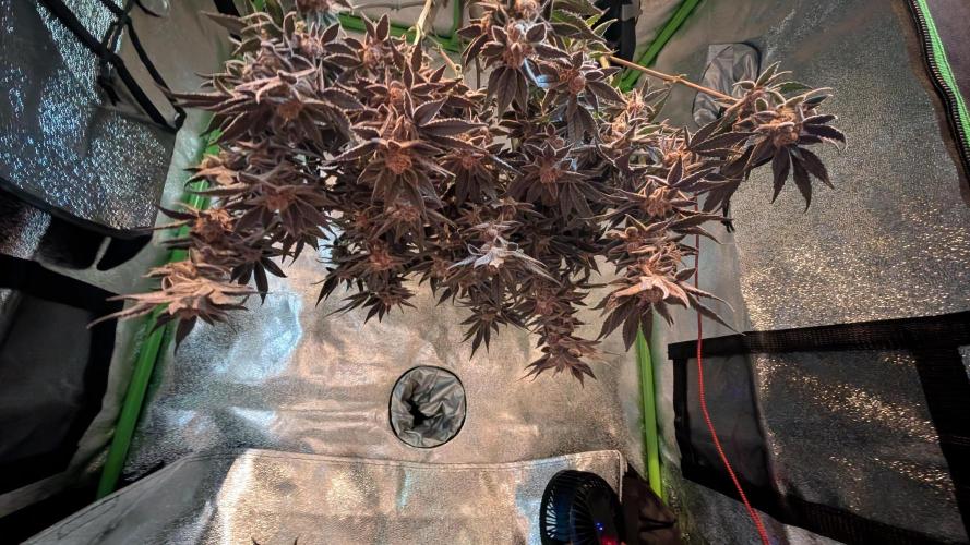 First DWC grow (third try). Week 13