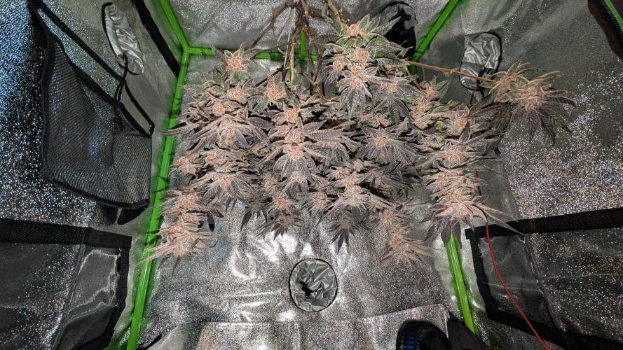 First DWC grow (third try). Week 13