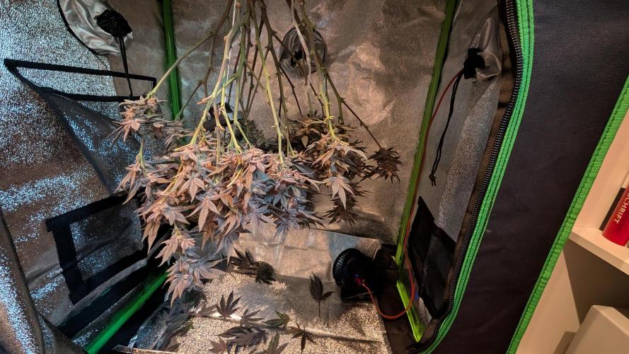 First DWC grow (third try). Week 13