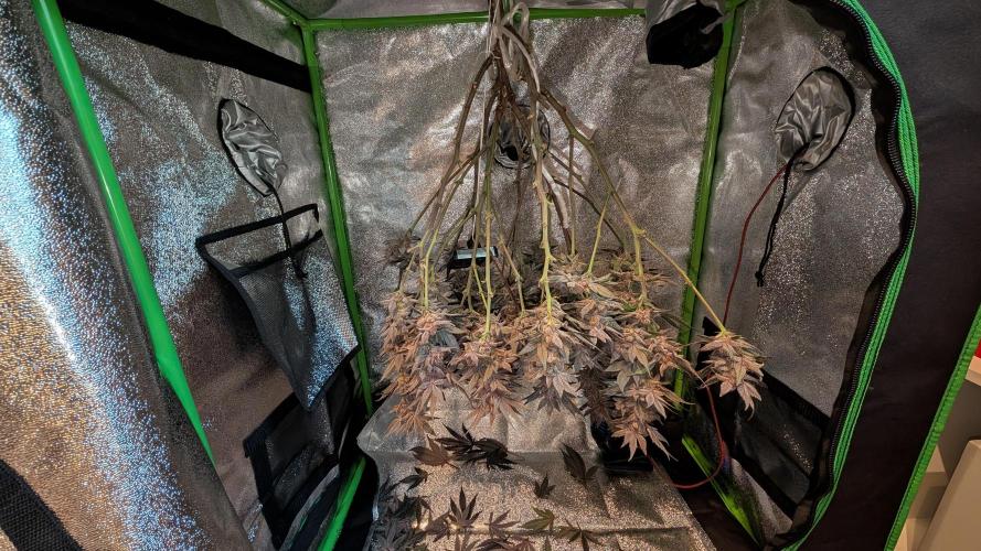 First DWC grow (third try). Week 13