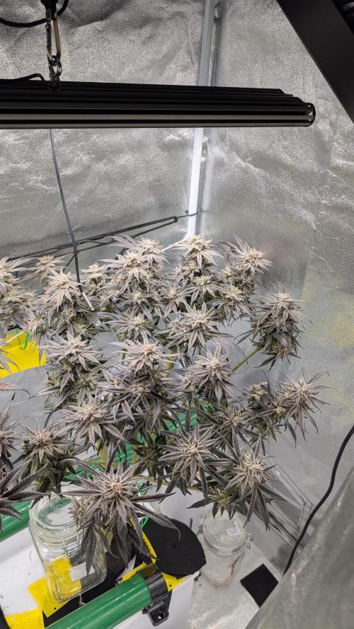 First DWC grow (third try). Week 13 - Grape Balls of Fire
