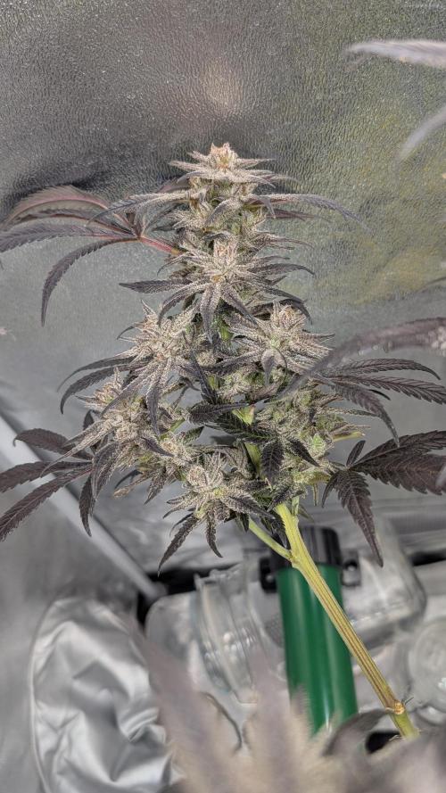 First DWC grow (third try). Week 13 - Grape Balls of Fire 
