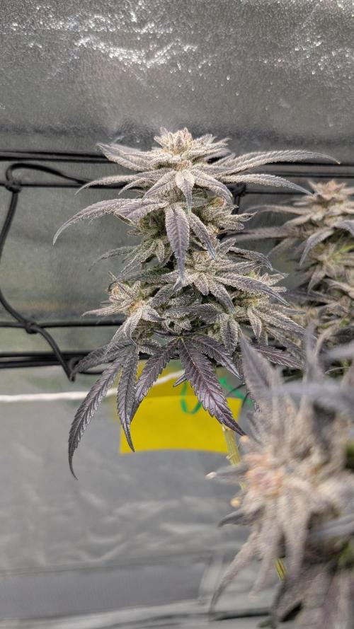 First DWC grow (third try). Week 13 - Grape Balls of Fire 