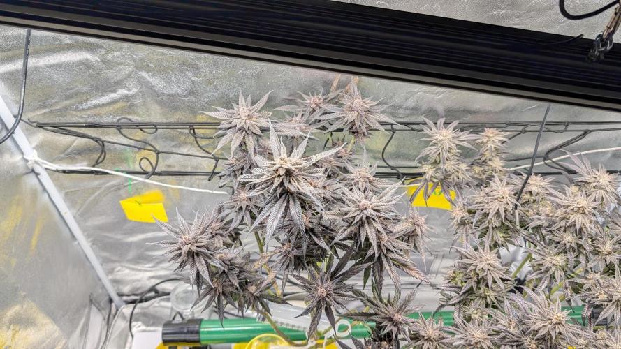 First DWC grow (third try). Week 13 - Cherry Gar-see-ya 