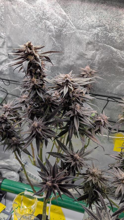 First DWC grow (third try). Week 13 - Cherry Gar-see-ya 