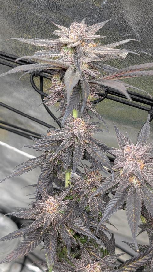 First DWC grow (third try). Week 13 - Cherry Gar-see-ya 