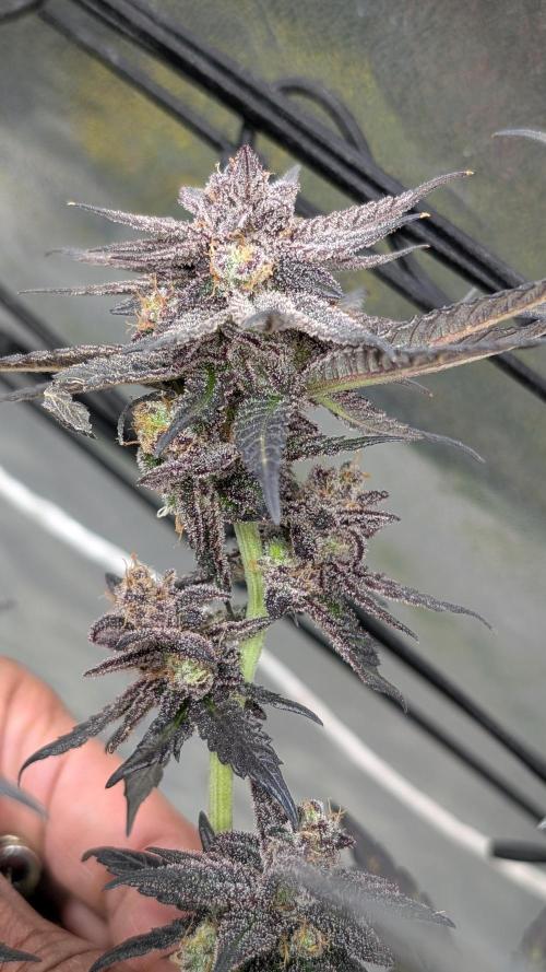 First DWC grow (third try). Week 13 - Cherry Gar-see-ya 
