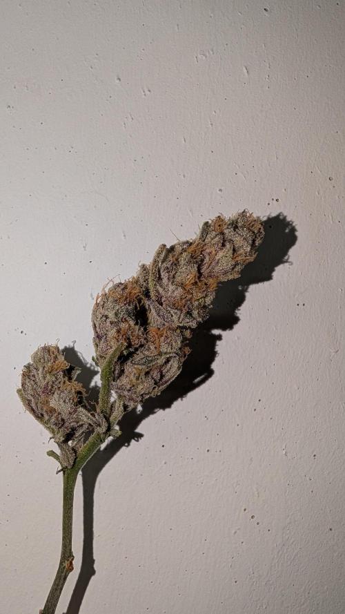First DWC grow (third try). Week 13 - Sour Fraise Test Bud after 4 Days