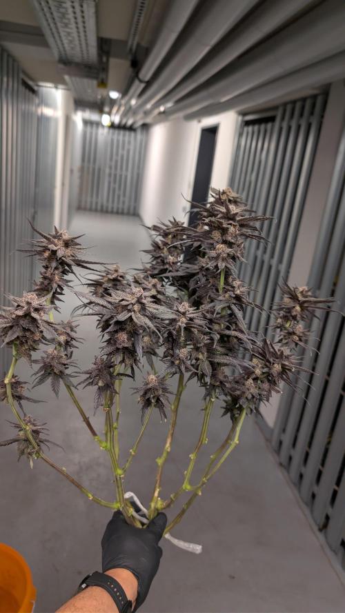 First DWC grow (third try). Week 14