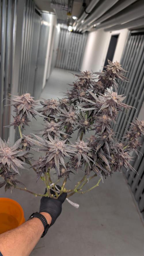 First DWC grow (third try). Week 14