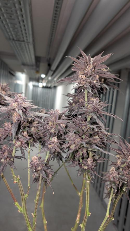 First DWC grow (third try). Week 14