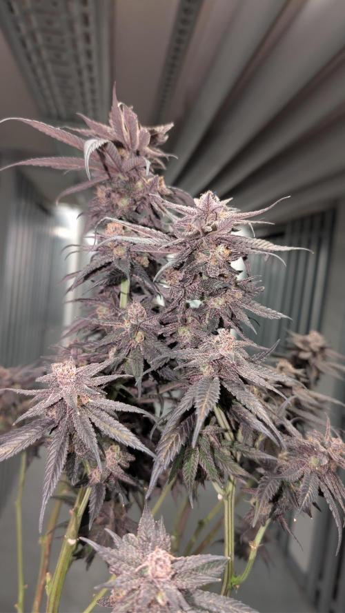 First DWC grow (third try). Week 14