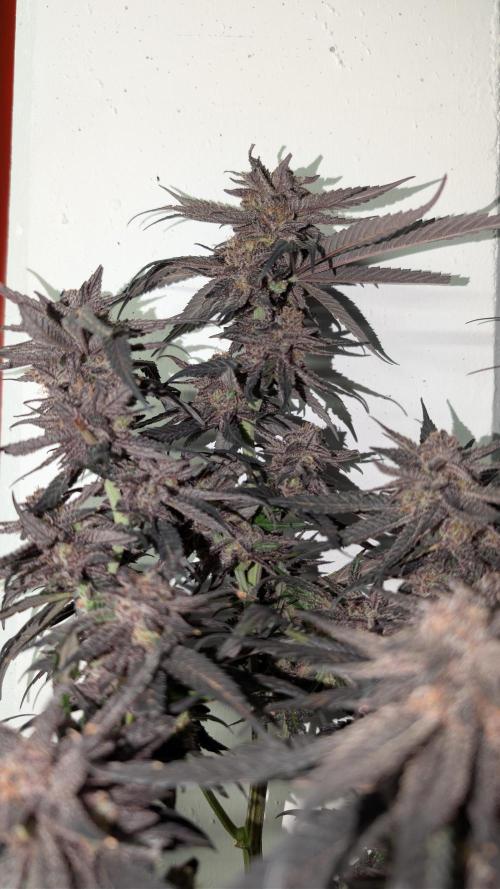 First DWC grow (third try). Week 14