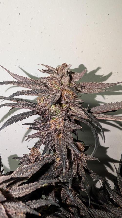 First DWC grow (third try). Week 14