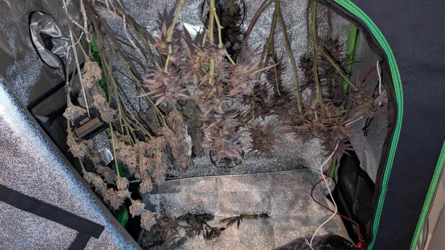 First DWC grow (third try). Week 14