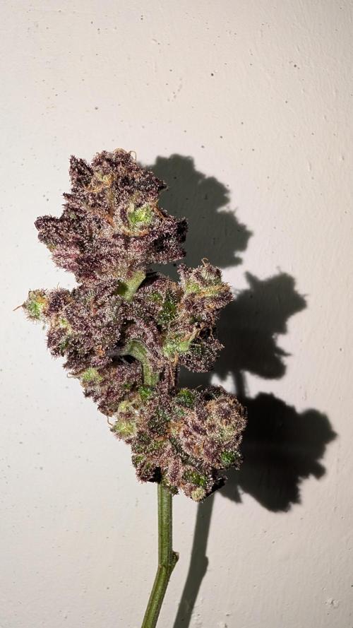 First DWC grow (third try). Week 14 - Test Bud