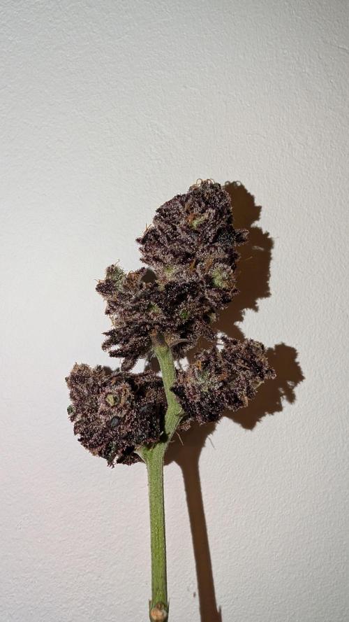 First DWC grow (third try). Week 14 - Test Bud 