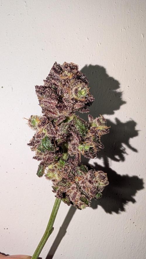 First DWC grow (third try). Week 14 - Test Bud