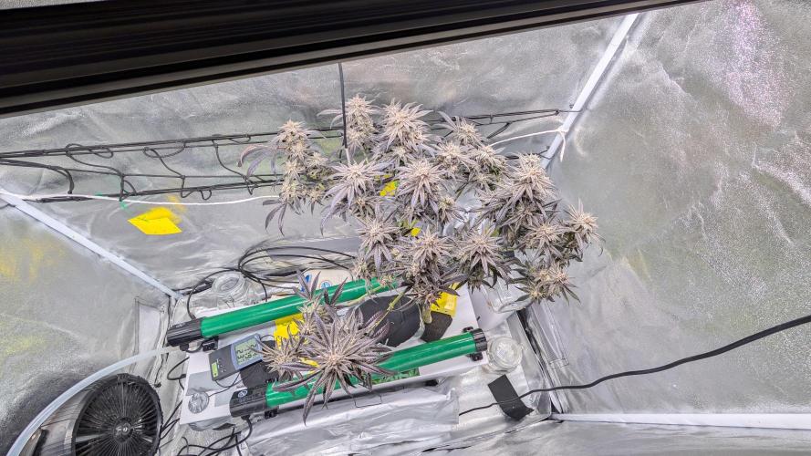 First DWC grow (third try). Week 13