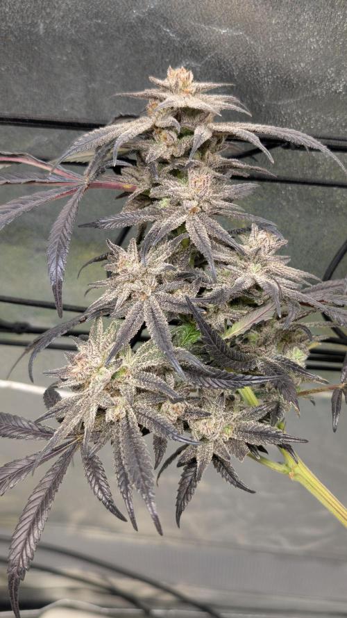 First DWC grow (third try). Week 13