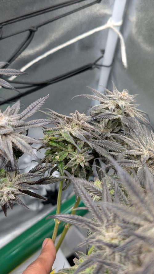 First DWC grow (third try). Week 13
