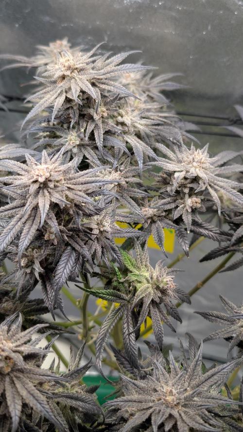 First DWC grow (third try). Week 13