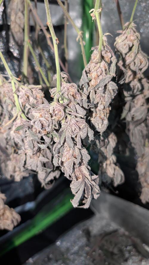 First DWC grow (third try). Week 13 - 04/02/2026