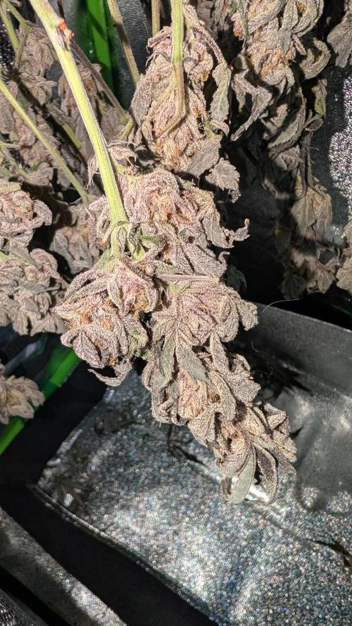 First DWC grow (third try). Week 13 - 04/02/2026