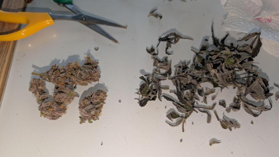 First DWC grow (third try). Week 13 - 04/04/2026