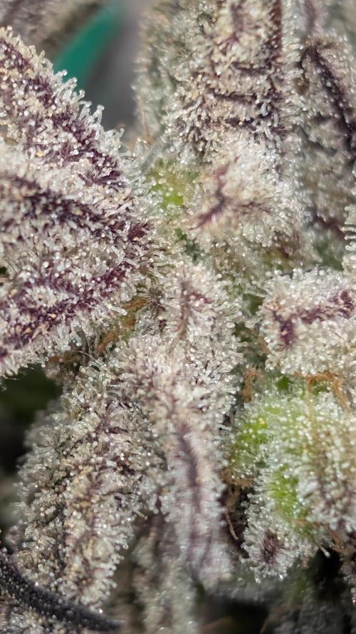 First DWC grow (third try). Week 13 - 04/04/2026